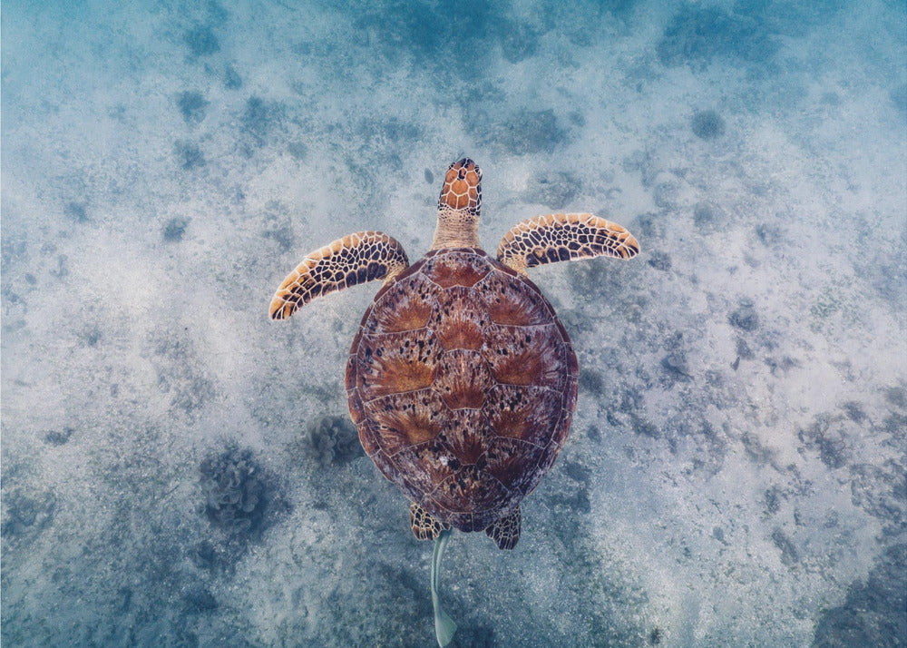Australiskt sätt | Fototapet