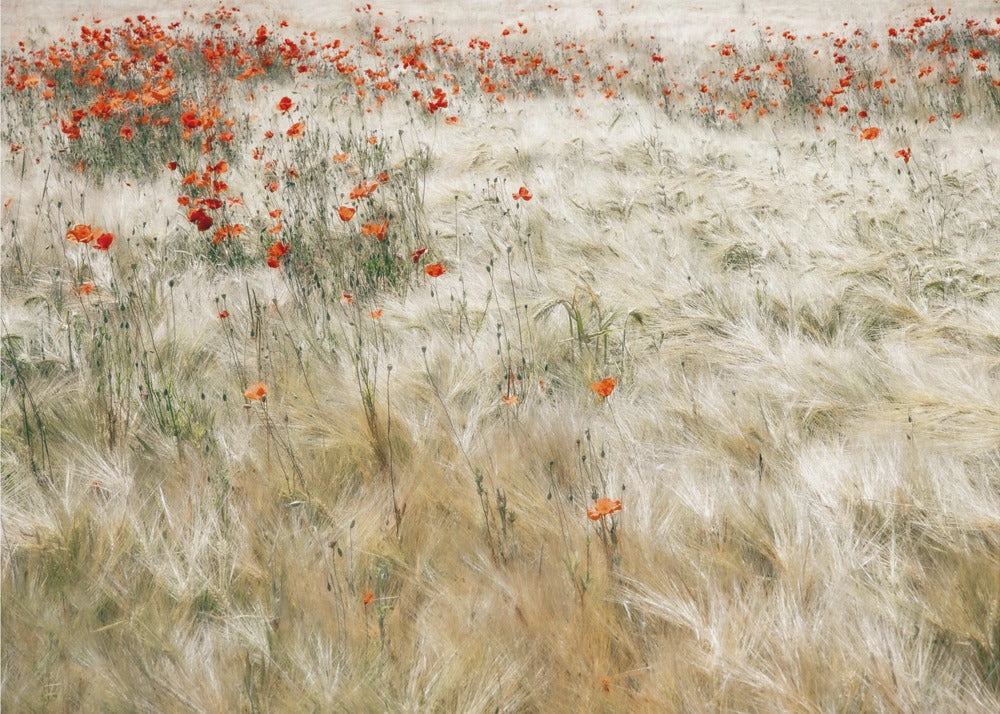 Campo de verano | Papel Pintado Fotográfico