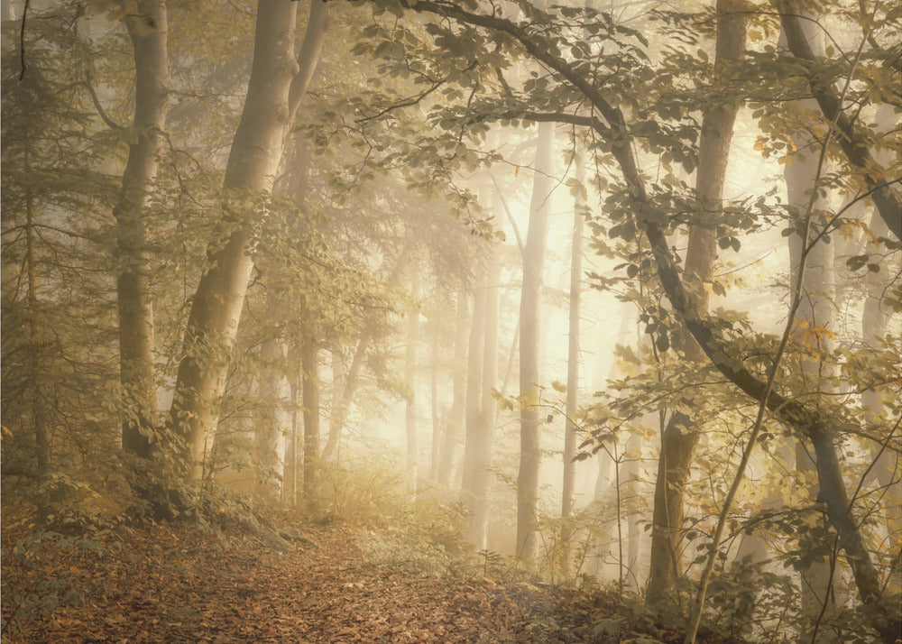 Luz del bosque | Papel Pintado Fotográfico