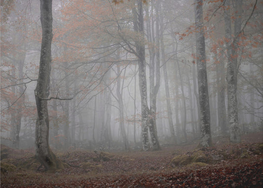 Dimma och skog | Fototapet