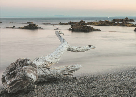 Carcassa di pesce albero | Carta da Parati Fotografica