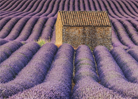 Skjulet | Fototapet