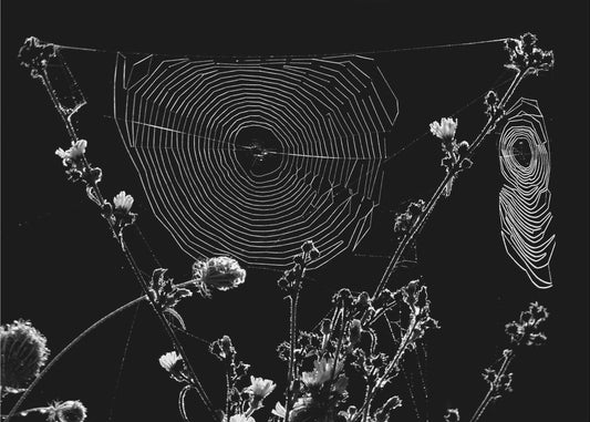 Spindelnät | Canvas