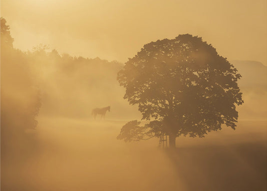 höstmorgon | Canvas