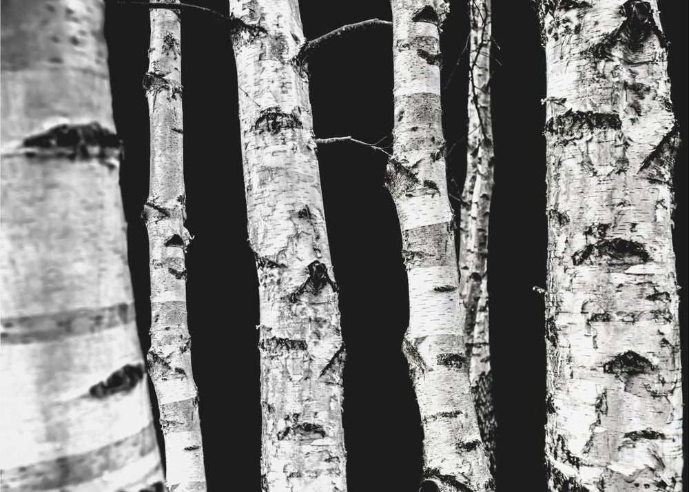 Koivut | Valokuvatapetit
