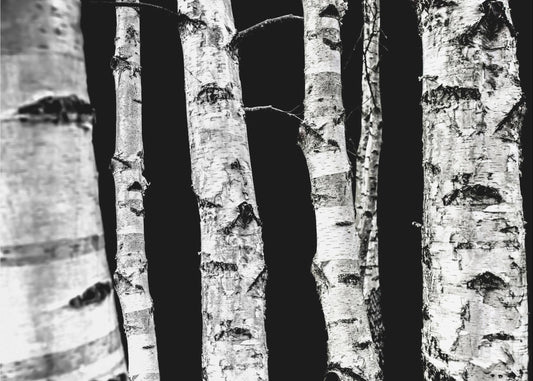Björkar | Fototapet