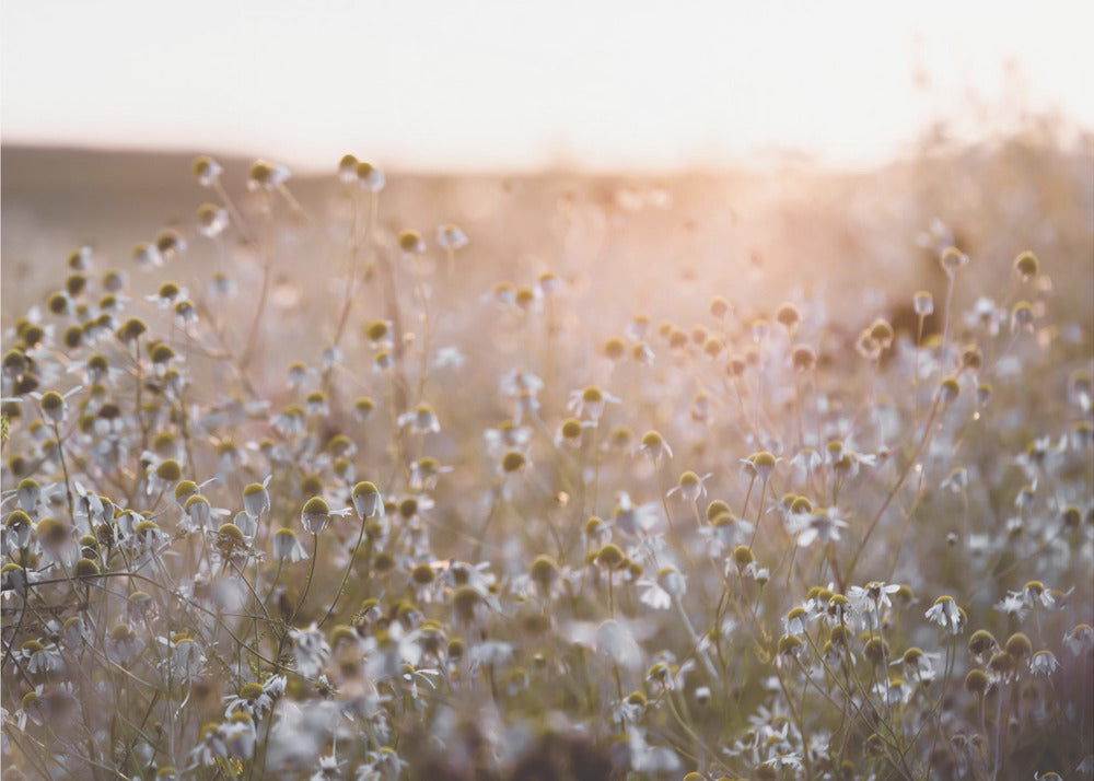 Sommermorgen 7 | Fototapeter