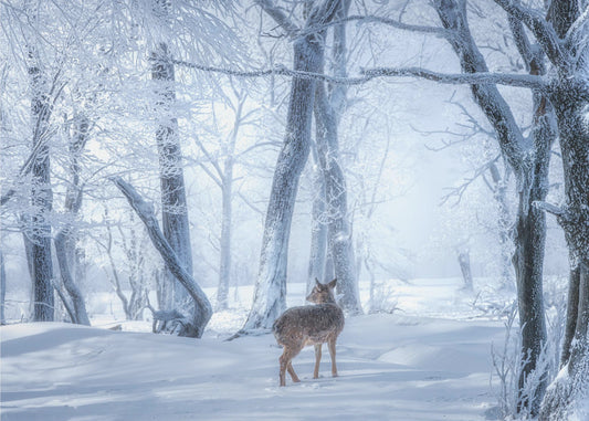 Sika-peura lumisessa metsässä | Canvastaulut
