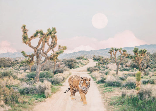 Vandrende tiger | Lerretsbilder