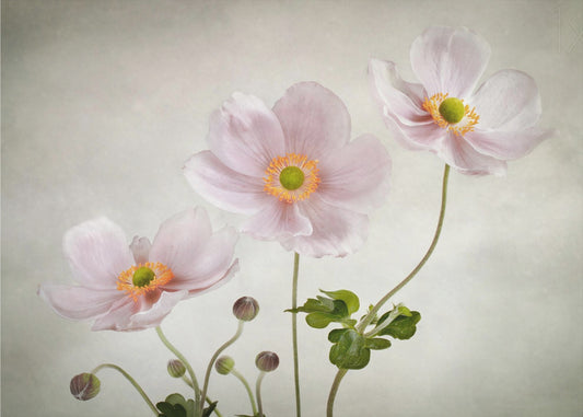 Anemoni | Carta da Parati Fotografica