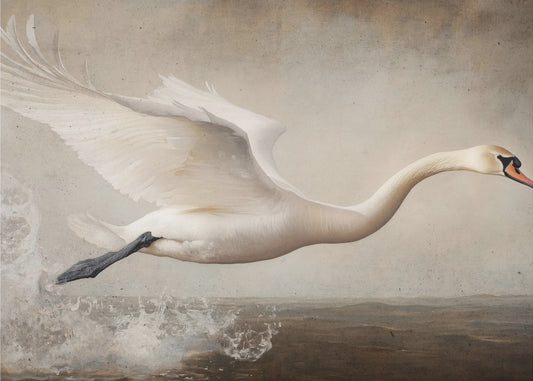 Graceful Flight | Poster