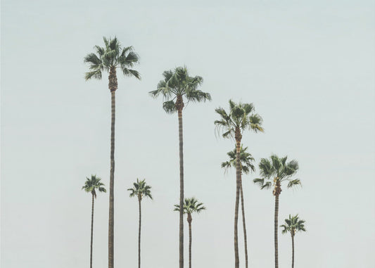 Cali Palms | Stampe su Tela