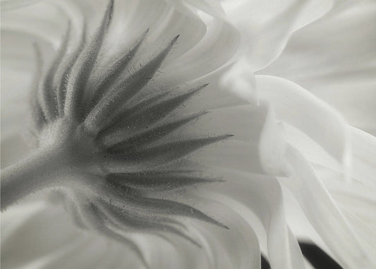 Calendula | Stampe su Tela