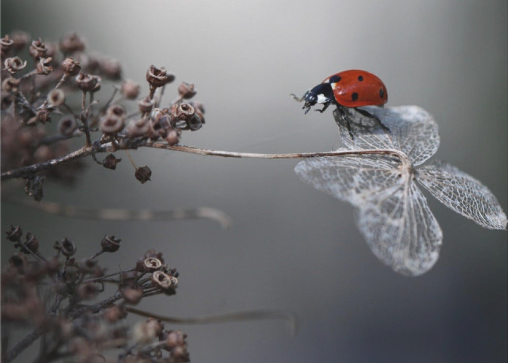 Coccinelle sur hortensia. | Papier Peint Photo