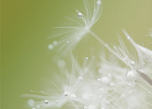 Vert | Tableaux sur Toile
