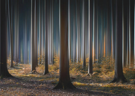 Mystisk trä | Fototapet