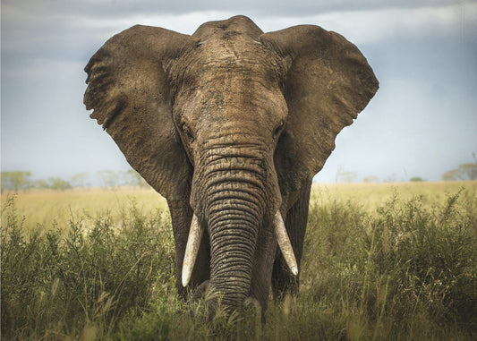 Rencontres au Serengeti | Posters - Affiche Artistique