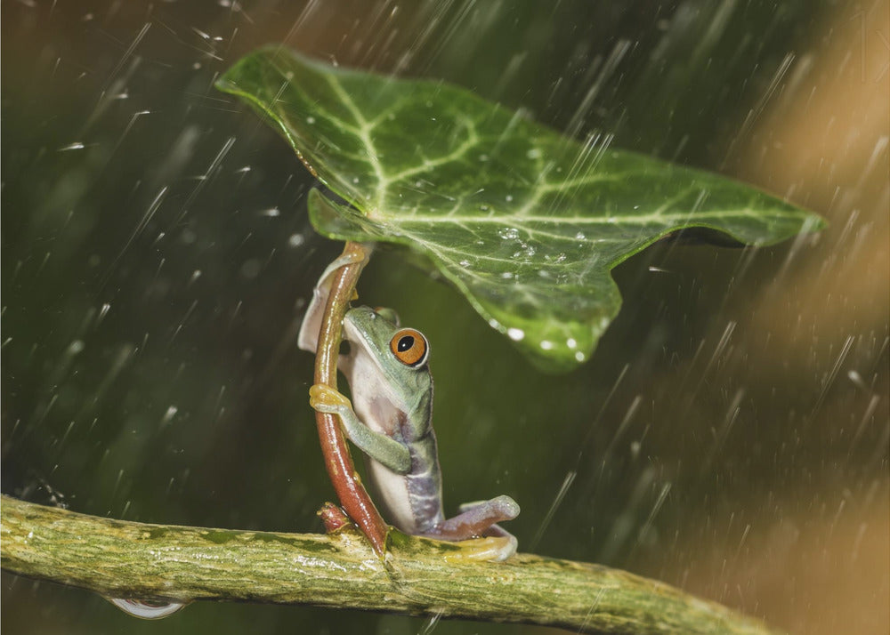 Ohh Noo :( It's Raining | Canvas