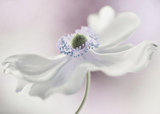 Brezza di anemone | Carta da Parati Fotografica