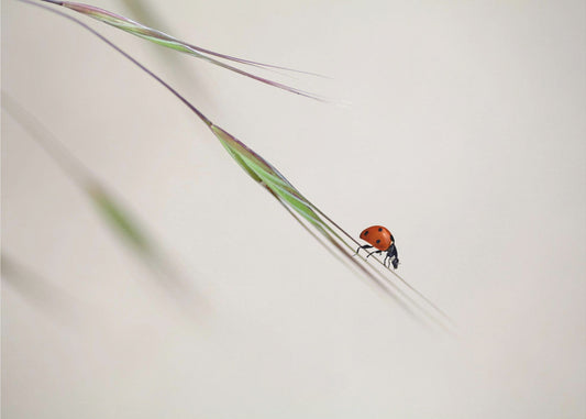 coccinelle | Papier Peint Photo