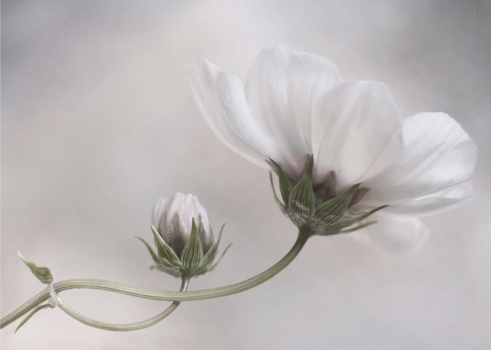 Simplemente Cosmos | Posters  - Impresiones de Arte