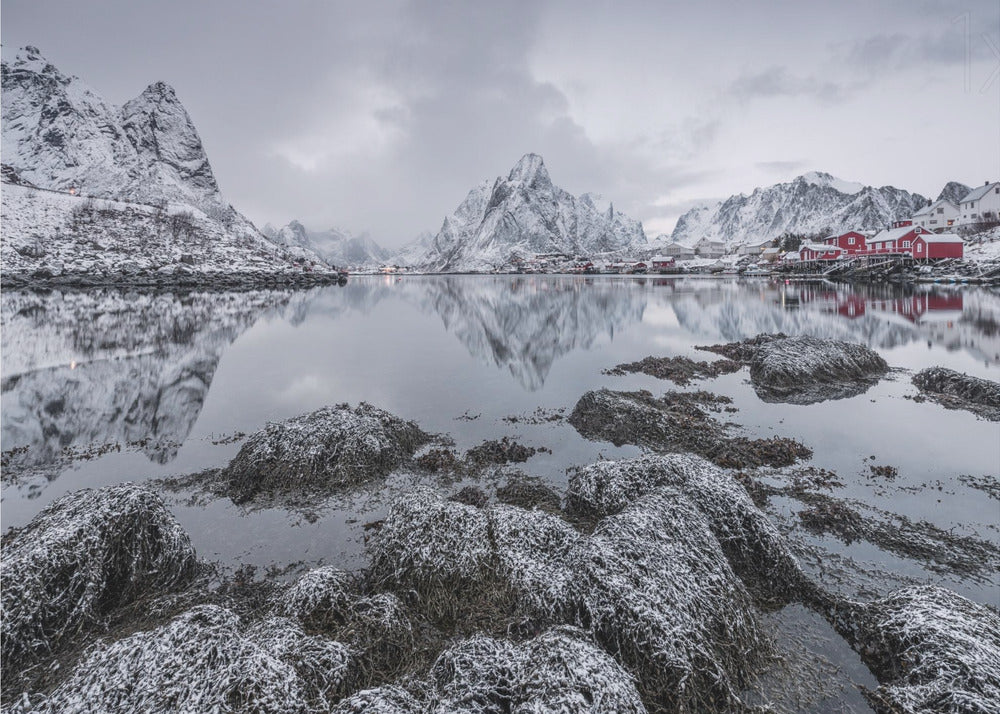 Reine | Papier Peint Photo