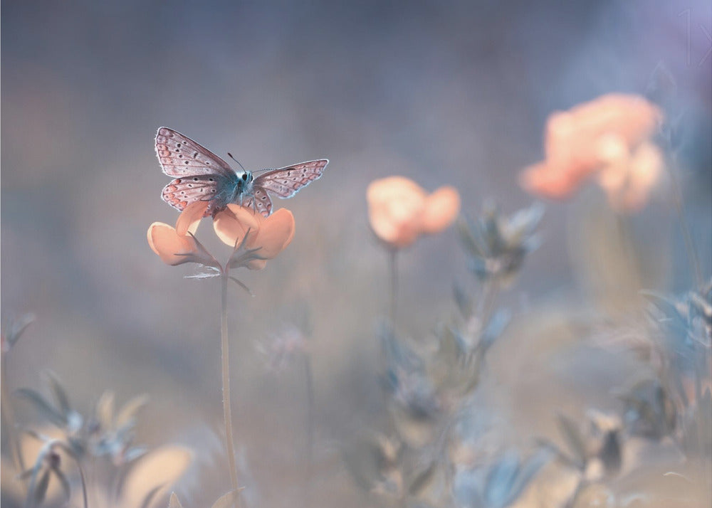 La Dame de Lothlorien | Papier Peint Photo