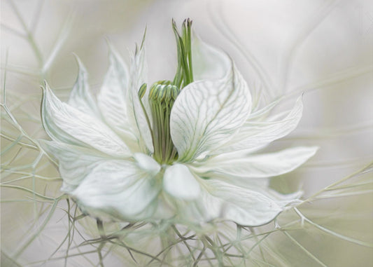 Nigella | Carta da Parati Fotografica