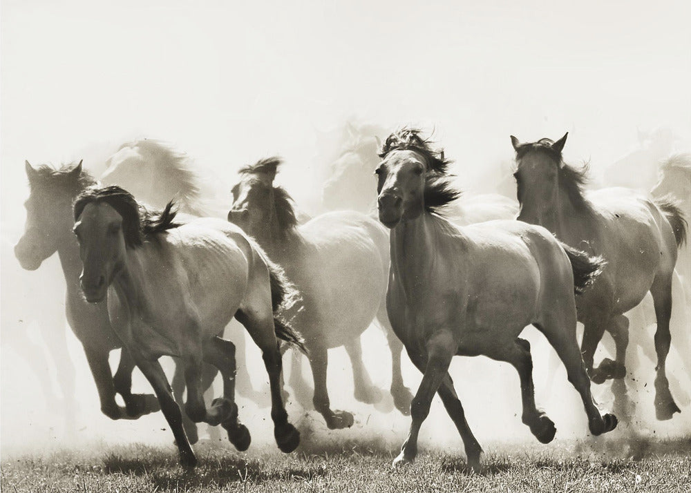 Cheval | Posters - Affiche Artistique
