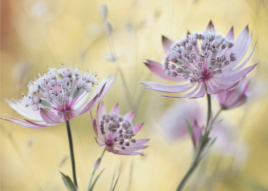 Astrantia Maggiore | Carta da Parati Fotografica