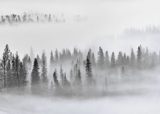 Dimmig skog | Fototapet