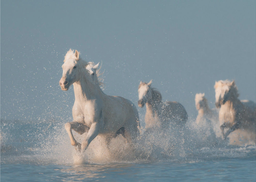 Engelen van de Camargue | Fotobehang
