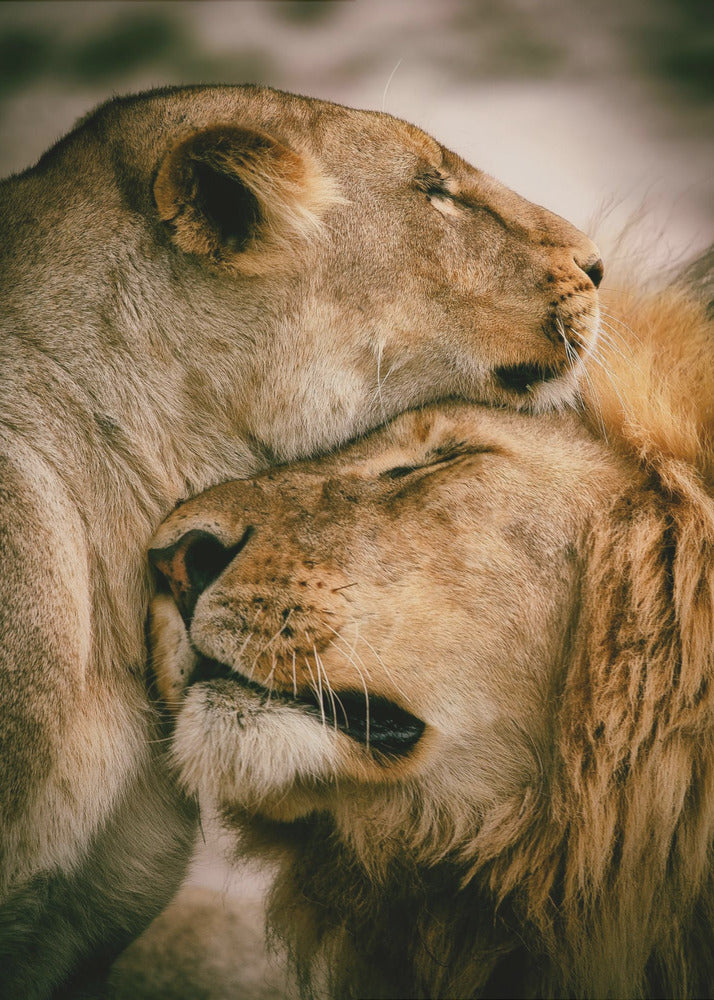 ¿Qué es el amor? Impresiones en Lienzo