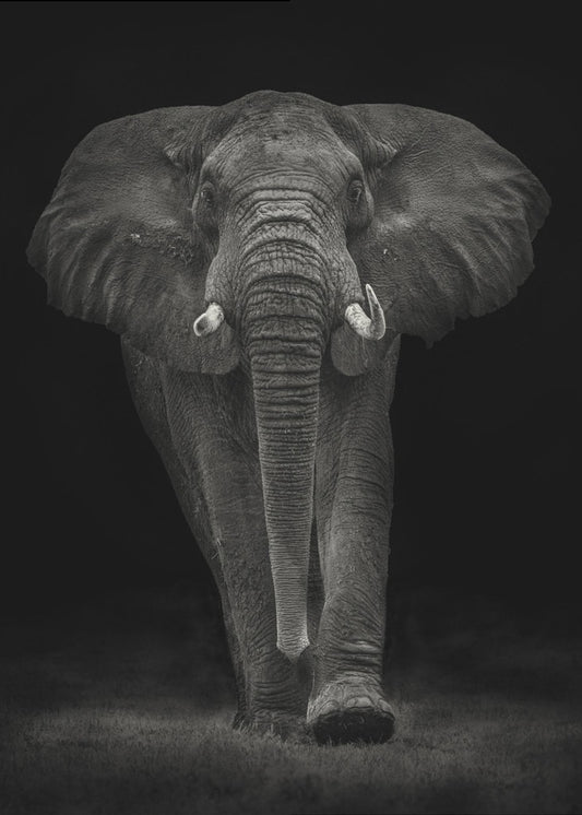 Ngorongoro Bull | Canvas