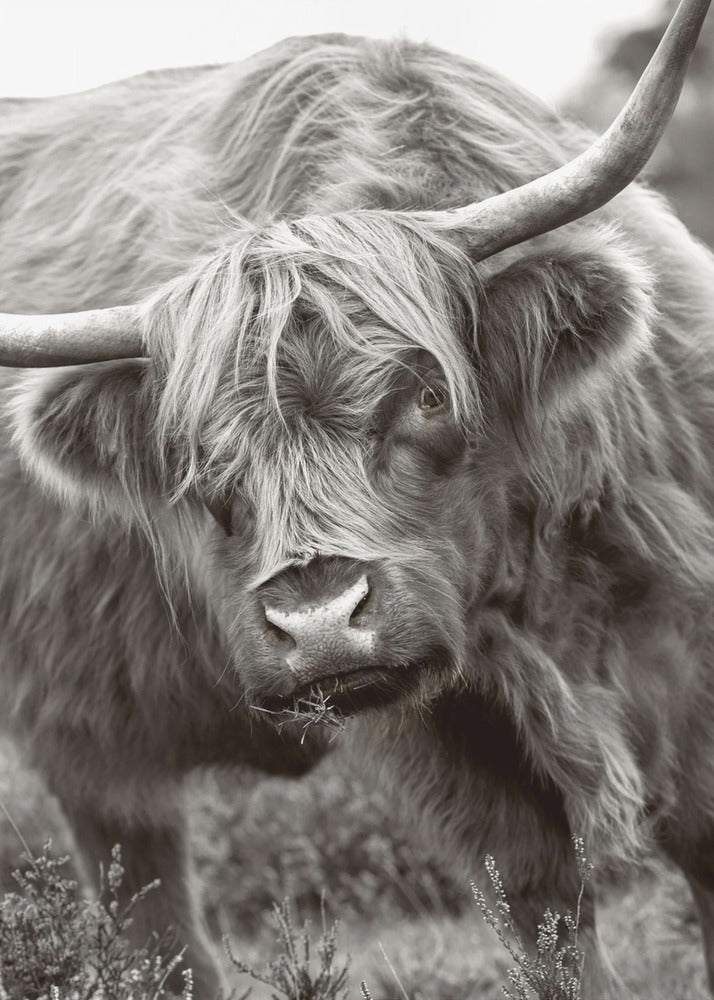 Le Taureau | Tableaux sur Toile