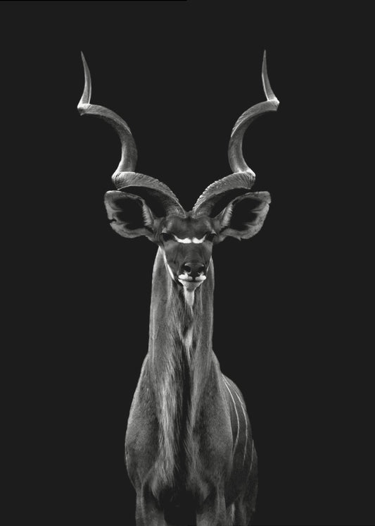 Greater Kudu | Canvas