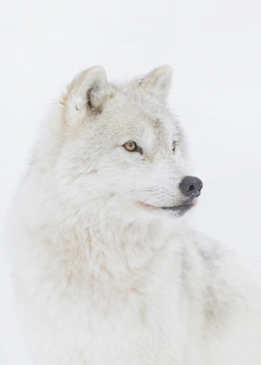 Porträt eines arktischen Wolfes | Leinwand-Bilder