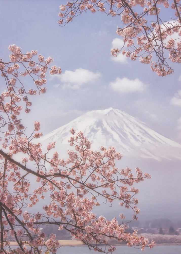 Berget Fuji i körsbärsblommorna | Canvas