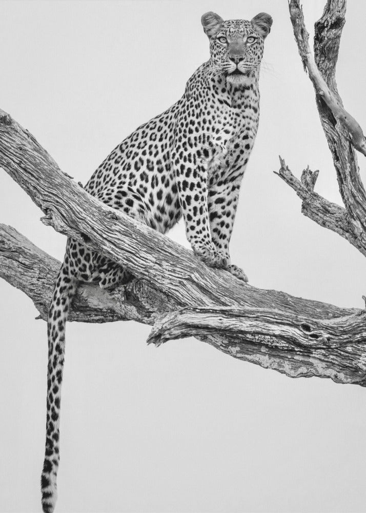 Leopardportræt - Mono Var | Lærredsbilleder