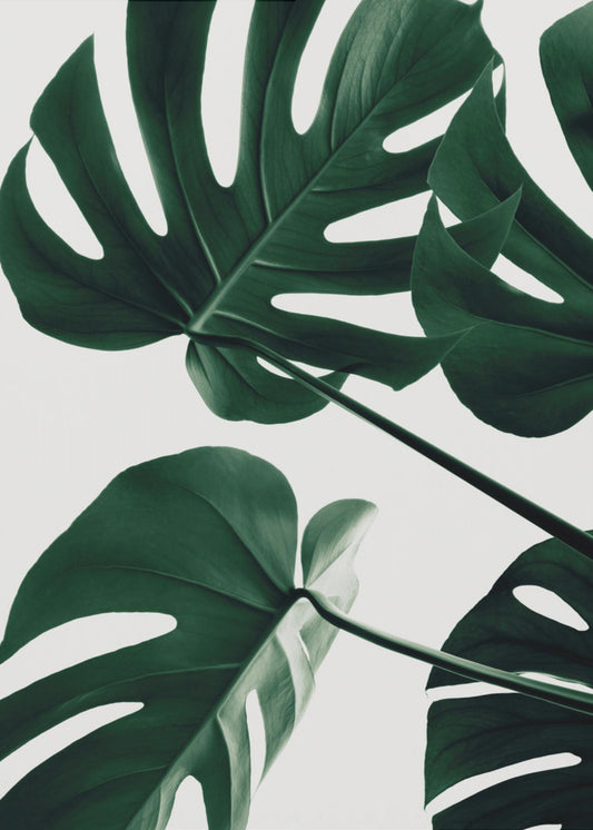 Monstera Natural 43 | Canvastaulut