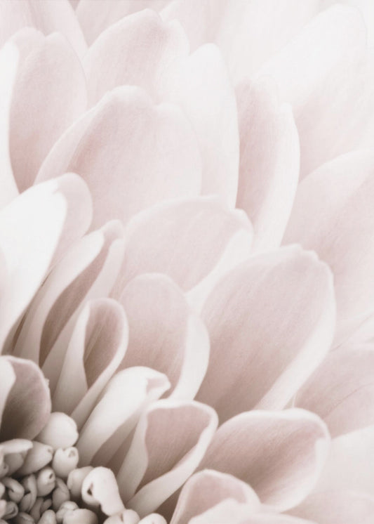 Chrysanthemum No 03 | Canvas