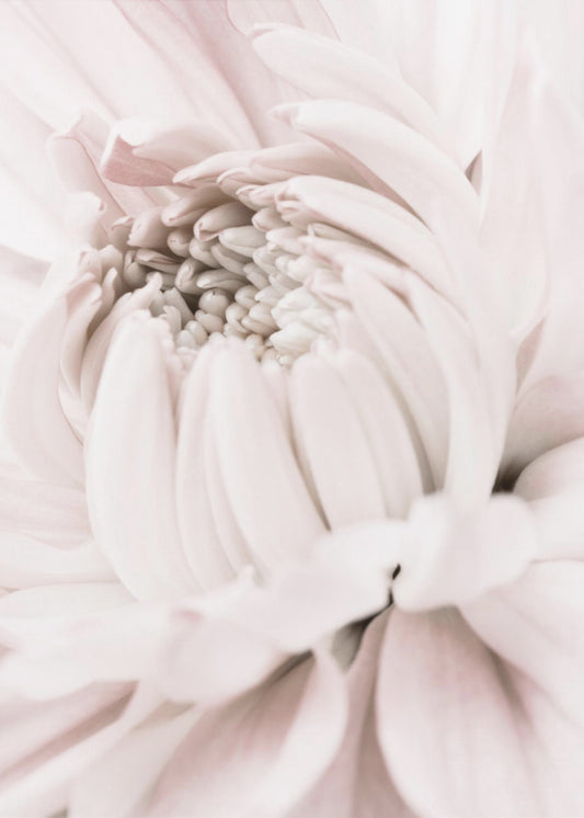 Chrysanthemum No 05 | Canvas