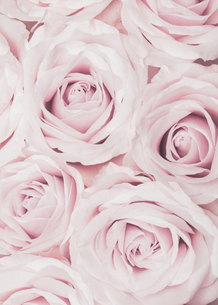 Rosa rosor nr 02 | Canvas