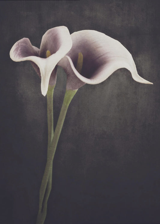 Bonded | Poster