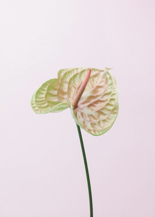 FLAMMINGO FLOWER | Canvas