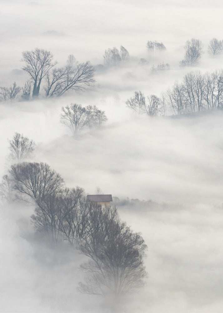 Arbres dans le brouillard | Affiche