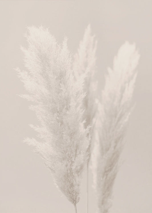 Pampas Grass_002 | Canvastaulut