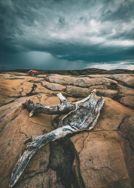 Bois flotté | Affiche