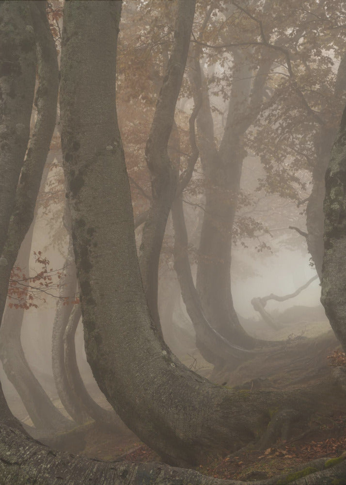 hêtres tortueux | Affiche