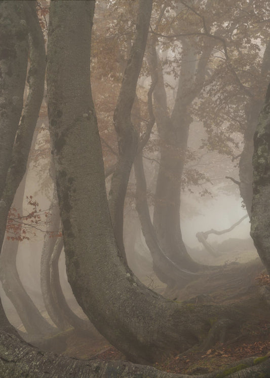 hêtres tortueux | Affiche